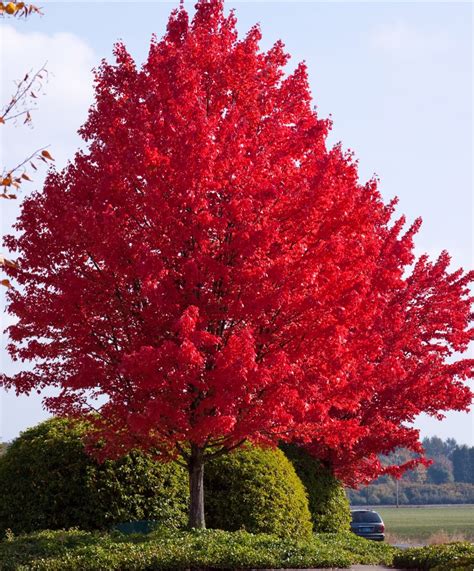 Oxydendrum Sour Wood Fast Growing Shade Trees Red Maple Tree Fast