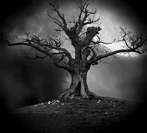 Creepy Old Tree Dark Tree Haunted Tree Nature