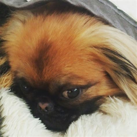 The japanese chin is a toy dog breed. Pekingese & Japanese Chin image by Katia Dragonas-Ghachem ...