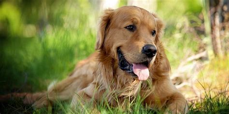 Golden Retriever The Most Beautiful Dog