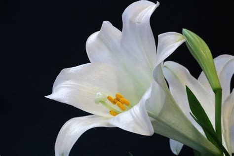 Easter Lily On Black Background Free Stock Photo Public Domain Pictures