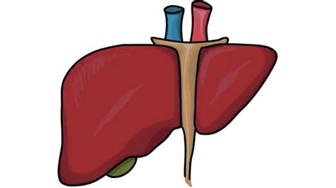 Easy Liver Diagram For Kids Simple Cyst Of Liver Was Exposed By A
