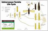 Pictures of Subterranean Termite Treatment Options