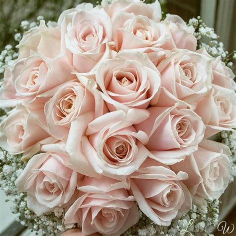 Best 25 Blush Roses Ideas On Pinterest Wedding Flower Bouquets