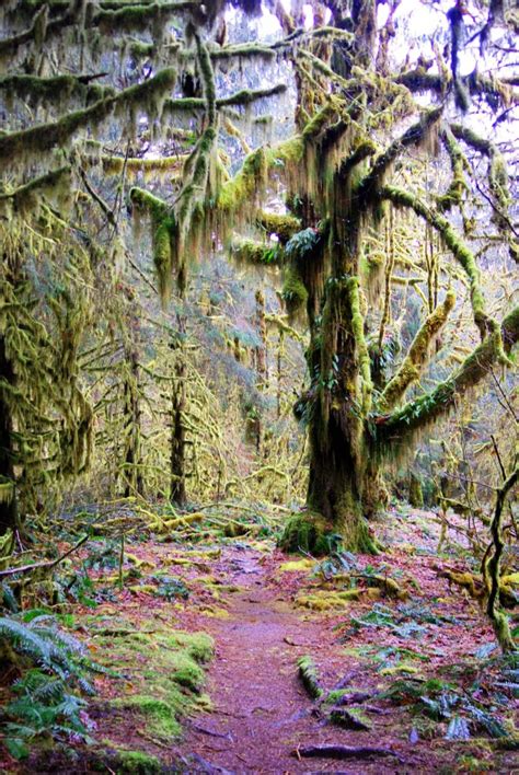 Unique Forests Of Washington State Washington Innsiders