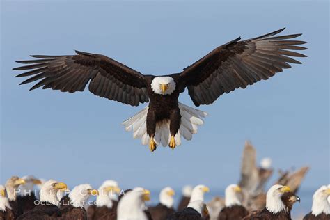Bald Eagle Landing Alaska Natural History Photography Blog