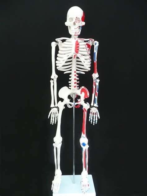 85cm Tall Human Anatomical Skeleton With Muscle Insertion And Origin