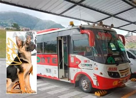Perro Murió Luego De Ser Llevado En La Bodega De Un Bus No Soportó El