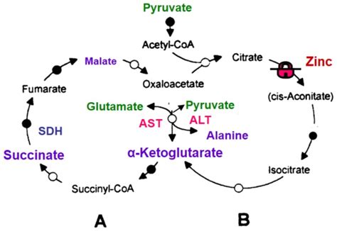 In The Presence Of Glutamate Andor Pyruvate As Substrates The High