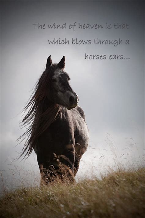 Horse Quote Inspirational Quotation Horse Photography With Quote