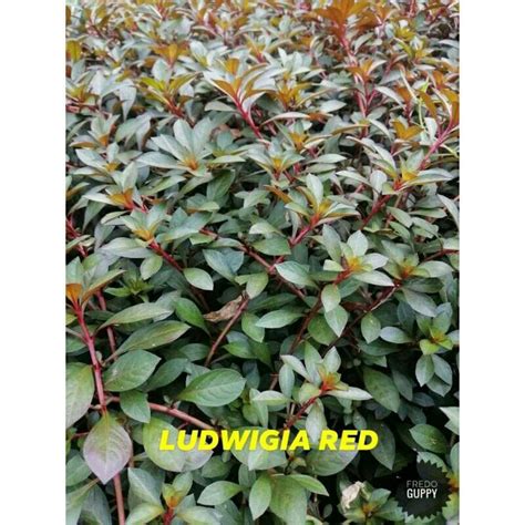 Ludwigia Red Stems Shopee Philippines