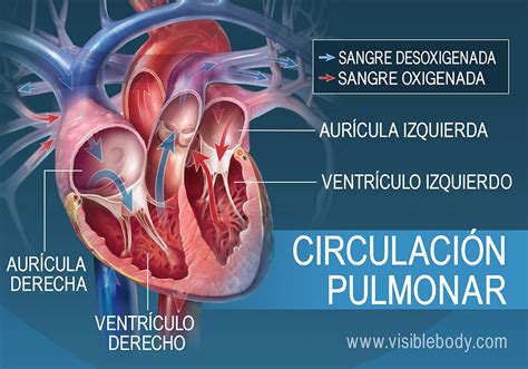 Circulación Pulmonar Y Circulación Sistémica