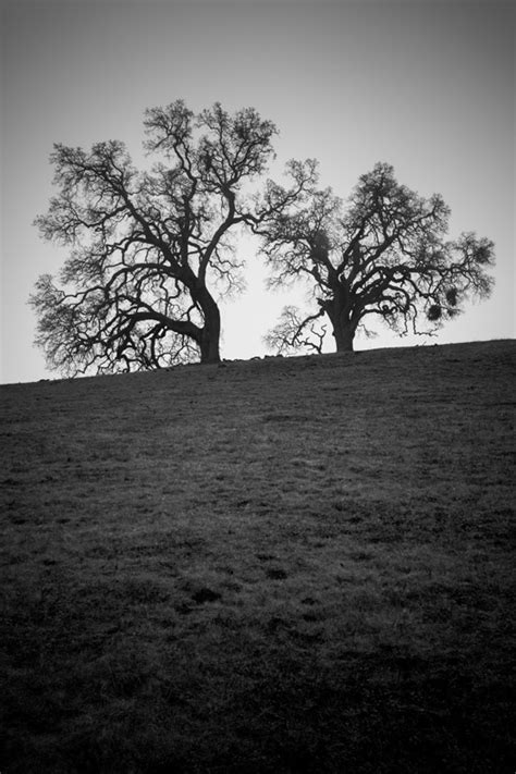 Northern California Lone Oak Tree Pictures Brandon Falls Photography