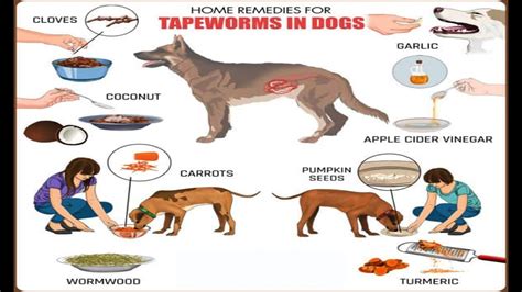Home Remedies For Tapeworms In Dogs Youtube