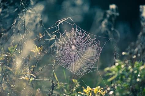 Spider Web In Autumn Stock Image Image Of Spiderweb 22415051