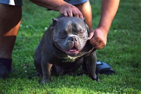 American Bully Temperament Types Photos Of Companion Dog Breeds