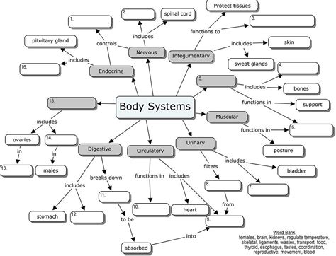 Body Systems Concept Map Anatomy And Physiology Pinterest Body