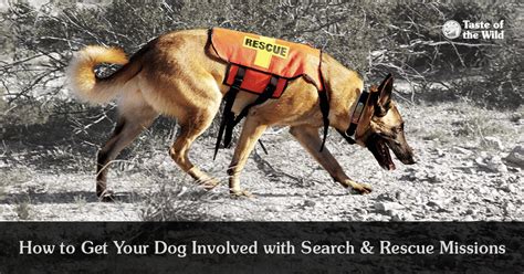 How To Get Your Dog Involved With Search And Rescue