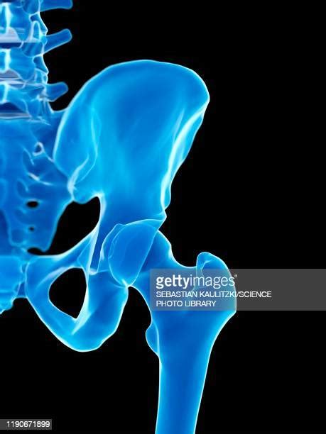 Sacroiliac Joints Photos And Premium High Res Pictures Getty Images