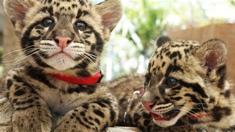 Pair Of Endangered Clouded Leopard Kittens Can Now Be Seen At The