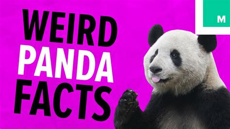 10 Things You Probably Didnt Know About Giant Pandas Kulturaupice