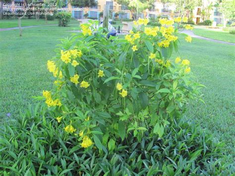 Plant Identification Closed Yellow Shrub With Long Tubular Flower And