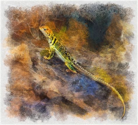 Western Collared Lizard Digital Art By Rick Lloyd