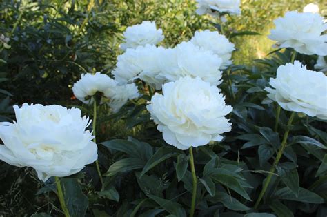 Maybe you would like to learn more about one of these? Fina Gardens: Elsa Sass: Pure perfection