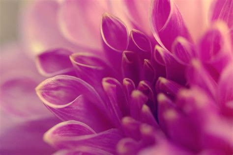 Purple Flower Backgrounds ·① Wallpapertag