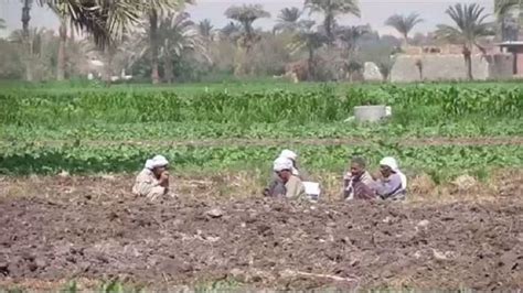egyptian farmers improve nutrition and reduce environmental impact africanews
