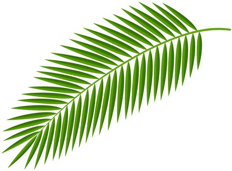 Clipart leaves palm leaves, Clipart leaves palm leaves 