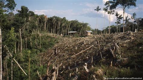 Bolsonaro Datos Falsos De Deforestación Perjudican A Brasil