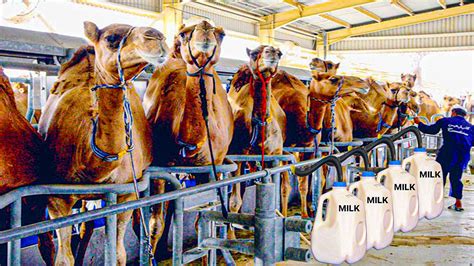 camel milking process how camels are raised for milk modern camel milking factory youtube