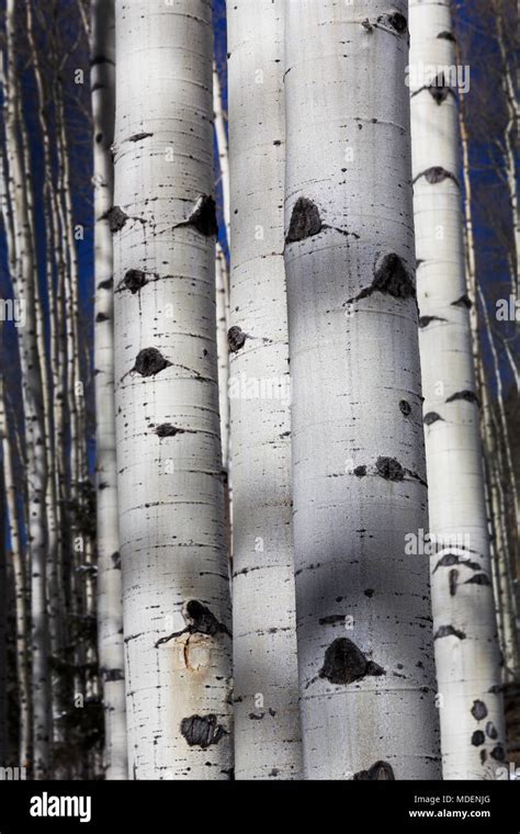 Aspen Trees In Winter On Hi Res Stock Photography And Images Alamy