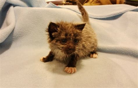 This is generally accomplished rectally, using a. Kitten Born 2 Days Early Surprises Rescuers When He Grows ...
