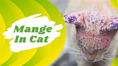 Mange In Cats Symptoms Causes And Treatments Cat Health Problem