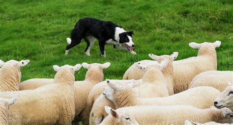 Border Collie Sheepdog Working A Flock Of Sheep Cumbria England