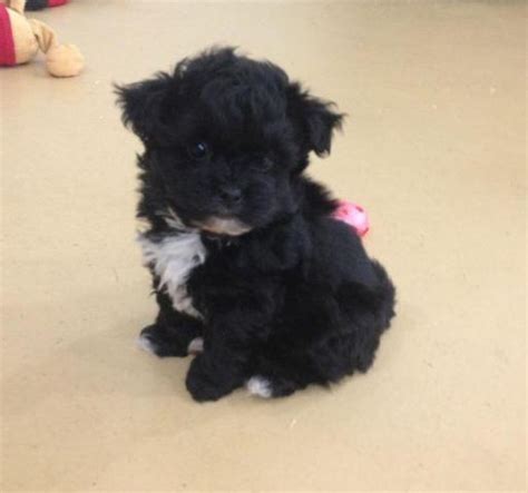 Pomeranian puppies are one of the world's most desirable puppies. Tiny Toy Pom-poo (Pomeranian / Poodle) Puppy for Sale in Amissville, Virginia Classified ...