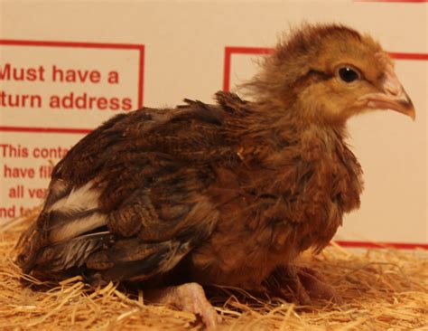 Choose from a wide range of similar scenes. Murray McMurray Hatchery - 4 Week Old Welsummer