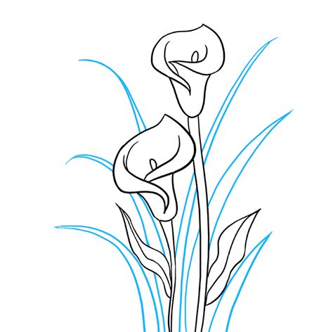 How To Draw A Calla Lily Really Easy Drawing Tutorial Lilies