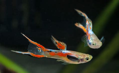 They also adapt quickly to their environment and this is what makes them perfect for beginner aquarists. Endler Guppy (Poecilia wingei) | Tetra Aquaristik Blog