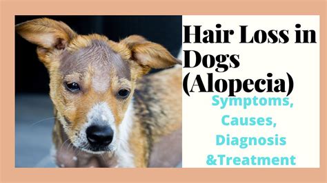 Hair Loss In Dogsalopecia Symptoms Causes Diagnosis Treatment Vlr