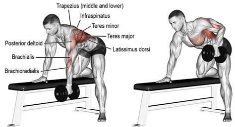 Bent Over Rows Benefits Muscles Worked And Variations Fitness Volt