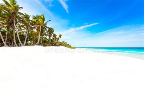 Paradise Beach With Beautiful Palm Trees Caribbean Sea In Mexico