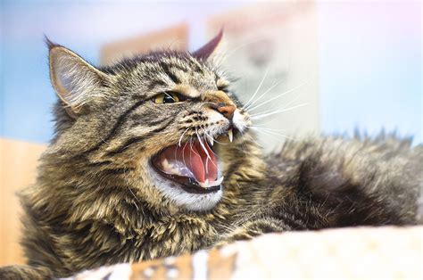 Tips For Dealing With An Aggressive Cat All About Cats