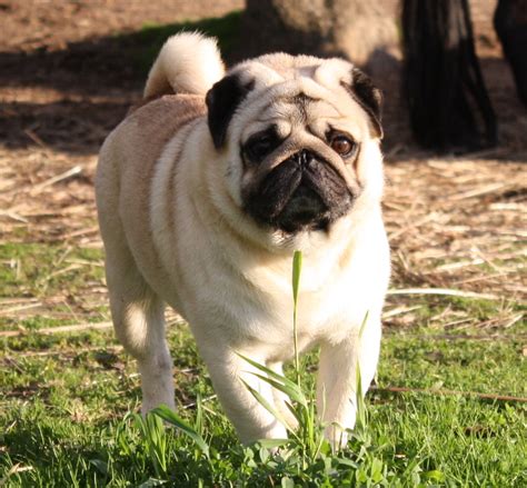 Parents dna tested by orivet and cleared of genetic diseases. Pug Breeders Bay Area - l2sanpiero