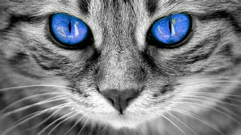 Hd Wallpaper Cat Blue Eyes Whiskers Face Black And White