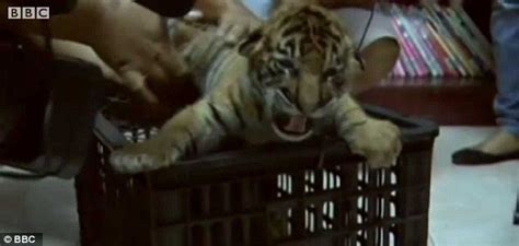 White Wolf 16 Tiger Cubs Rescued From Thai Smuggling Plot Video