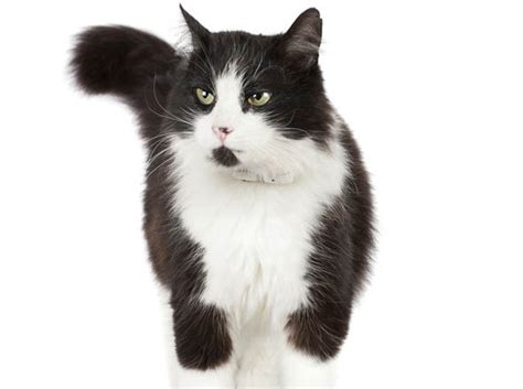 How Black And White Cats Could Help Prevent Health Defects