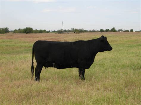 26 - 3year old black angus heifers with calves - Oklahoma
